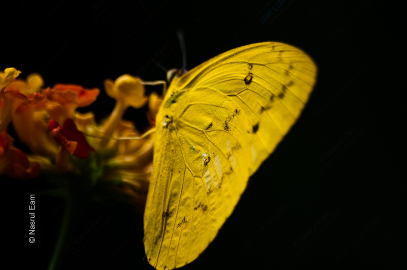 Golden Wing, Dark Embrace - Fine Art Photography Print, Limited Edition Photography, Luxury Photography Art, Giclée Photography, Butterfly Photography