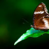 Butterfly on Emerald - Fine Art Photography Prints, Limited Edition Photography, Giclée Print, Luxury Photography Art, Art Photography for Sale