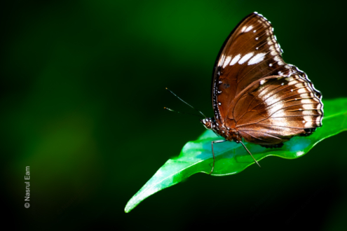 Butterfly on Emerald - Fine Art Photography Prints, Limited Edition Photography, Giclée Print, Luxury Photography Art, Art Photography for Sale