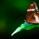 Butterfly on Emerald - Fine Art Photography Prints, Limited Edition Photography, Giclée Print, Luxury Photography Art, Art Photography for Sale