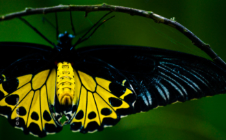 Vibrant Yellow That Radiates