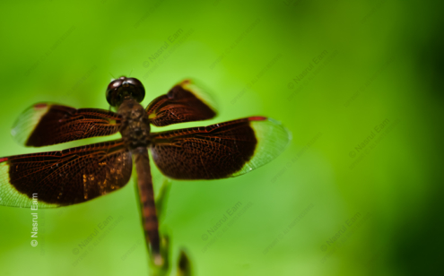 Tipped Wings - Fine Art Photography Print, Limited Edition Photography, Luxury Photography Art, Museum-Quality Photography, Giclée Print