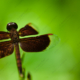 nasrul eam 20091024 02.Butterfly Park Kuala Lampur DSC 7817