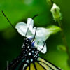 Butterfly Embrace - Fine Art Photography Print, Limited Edition Photography, Butterfly Photography, Nature Photography, Giclée Print