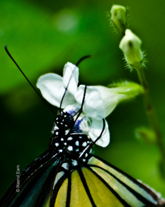 Butterfly Embrace - Fine Art Photography Print, Limited Edition Photography, Butterfly Photography, Nature Photography, Giclée Print
