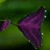 Purple Leaf, Dew-Kissed - Fine Art Photography Print, Limited Edition Photography, Museum-Quality Photography, Art Photography Print, Luxury Photography Art
