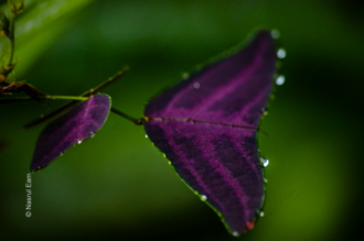 Purple Leaf, Dew-Kissed - Fine Art Photography Print, Limited Edition Photography, Museum-Quality Photography, Art Photography Print, Luxury Photography Art