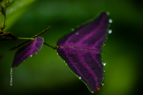 Purple Leaf, Dew-Kissed - Fine Art Photography Print, Limited Edition Photography, Museum-Quality Photography,  Art Photography Print,  Luxury Photography Art