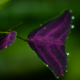 Purple Leaf, Dew-Kissed - Fine Art Photography Print, Limited Edition Photography, Museum-Quality Photography,  Art Photography Print,  Luxury Photography Art