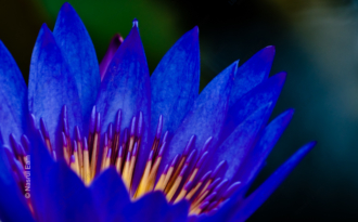 Blue Lotus Unfurling