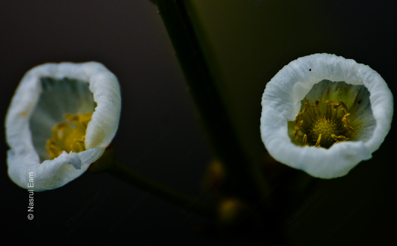Twin Blossoms in Shadow - Fine Art Photography Print, Limited Edition Photography, Museum-Quality Artwork, High-End Photography Prints, Art Photography Collectors