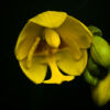 Golden Bloom in the Void - Fine Art Photography Print, Limited Edition Photography, Luxury Photography Art, Museum-Quality Photography, Giclée Print