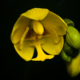Golden Bloom in the Void - Fine Art Photography Print, Limited Edition Photography, Luxury Photography Art, Museum-Quality Photography, Giclée Print