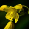 Golden Bloom in Emerald Shadows - Fine Art Photography Prints, Limited Edition Photography, Luxury Photography Art, Museum-Quality Photography, Art Photography for Collectors