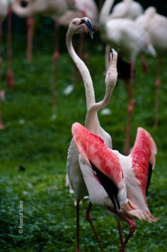 Flamingo Embrace - Fine Art Photography Prints, Limited Edition Photography, Giclée Prints, Luxury Photography Art, Art Photography Collectors