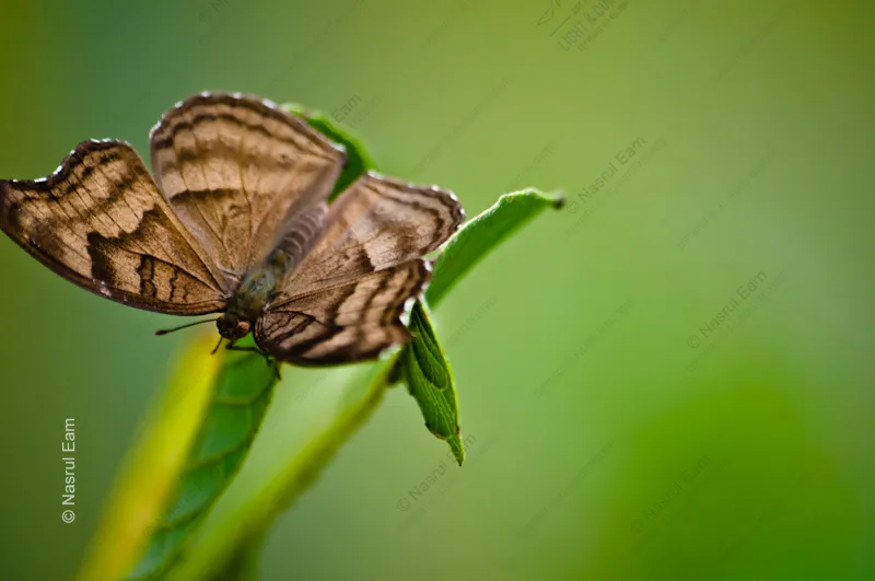 Striped Wings on Emerald
