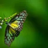 Emerald Embrace: Butterfly on a Slender Stem - Fine Art Photography Print, Limited Edition Photography, Museum-Quality Photography, Luxury Photography Art, Fine Art Photography