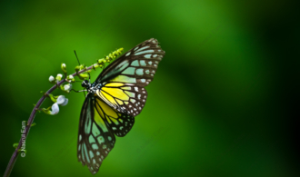 Emerald Embrace: Butterfly on a Slender Stem