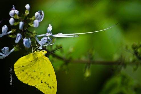Golden Wing, Whispering Bloom - Fine Art Photography Print, Limited Edition Photography, Luxury Photography Art, Giclée Print, Nature Photography