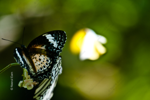 Ephemeral Dance - Fine Art Photography Print, Limited Edition Photography, Museum-Quality Photography,  Luxury Photography Art,  Art Photography Collectors