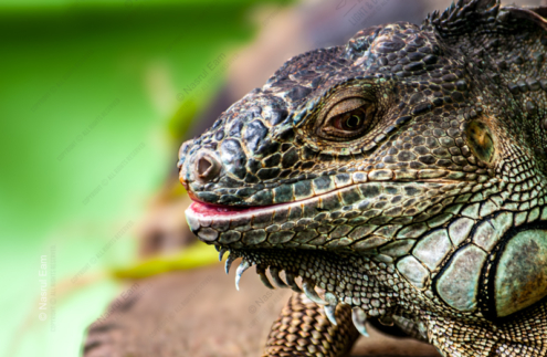 Emerald Gaze: Portrait of an Iguana - Fine Art Photography Print, Limited Edition Photography, Luxury Photography Art, Wildlife Photography Print, Contemporary Art Photography