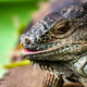 Emerald Gaze: Portrait of an Iguana - Fine Art Photography Print, Limited Edition Photography, Luxury Photography Art, Wildlife Photography Print, Contemporary Art Photography