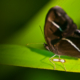 Dark Butterfly on Emerald - Fine Art Photography Print, Limited Edition Photography, Luxury Photography Art, Nature Photography Print,  Giclée Print