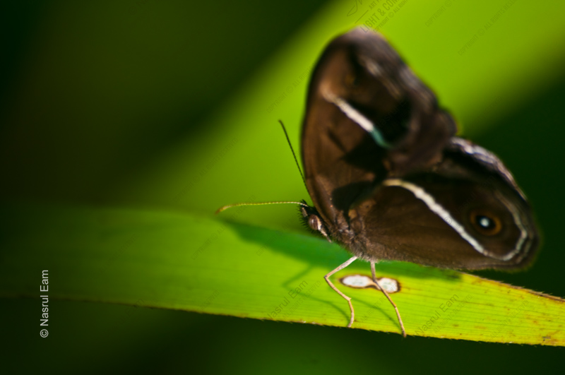 Dark Butterfly on Emerald - Fine Art Photography Print, Limited Edition Photography, Luxury Photography Art, Nature Photography Print, Giclée Print