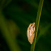 Tree Frog at Rest - Fine Art Photography Print, Limited Edition Photography, Giclée Print, Nature Photography, Art Photography for Sale