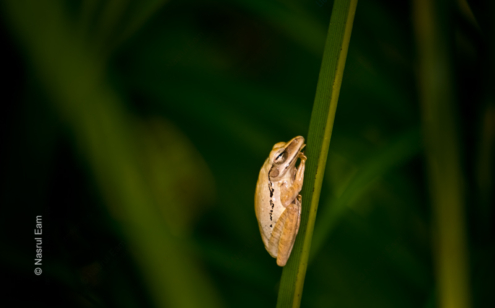 Tree Frog at Rest - Fine Art Photography Print, Limited Edition Photography, Giclée Print, Nature Photography, Art Photography for Sale