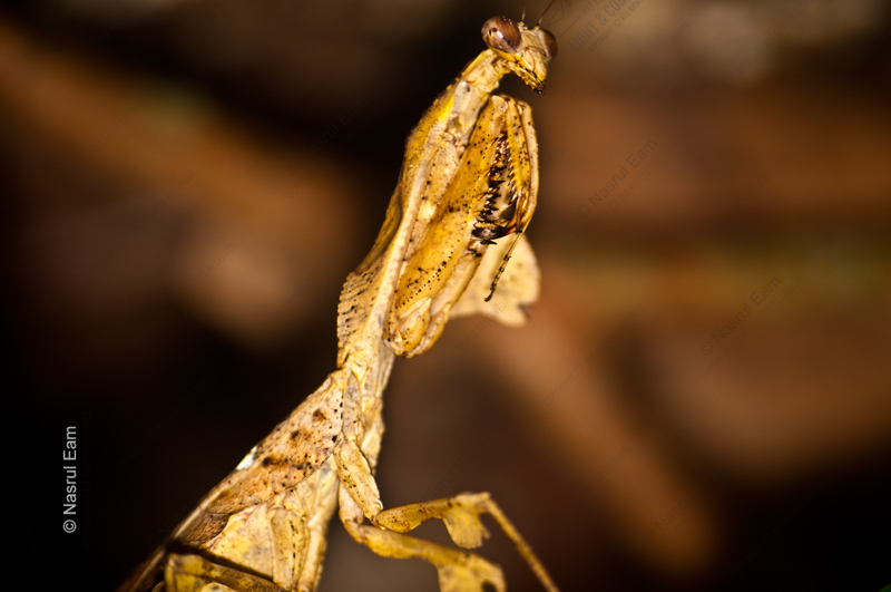 Golden Mantis in Repose