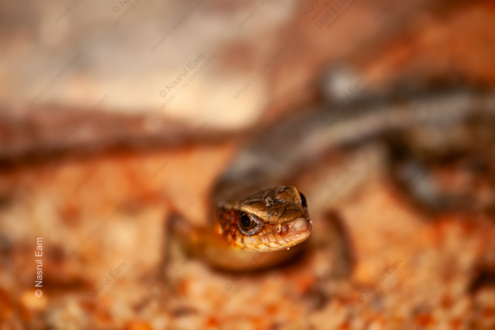 Desert Dweller - Fine Art Photography Print, Limited Edition Photography, Desert Photography, Nature Photography, Wildlife Photography