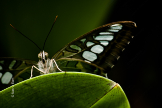Climber in Emerald Light - Fine Art Photography Prints, Limited Edition Photography, Luxury Photography Art, Museum-Quality Photography, Art Photography for Sale