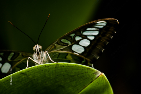 Climber in Emerald Light - Fine Art Photography Prints, Limited Edition Photography, Luxury Photography Art, Museum-Quality Photography, Art Photography for Sale