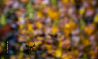Solitary Flight Above a Tapestry of Flowers