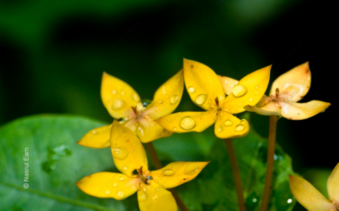 Golden Blooms, Dew-Kissed - Fine Art Photography Prints, Limited Edition Prints, Giclée Photography,  Luxury Photography Art, Art Photography for Collectors