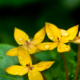 Golden Blooms, Dew-Kissed - Fine Art Photography Prints, Limited Edition Prints, Giclée Photography,  Luxury Photography Art, Art Photography for Collectors