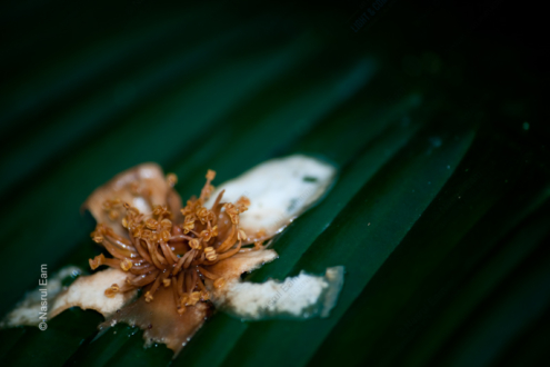 Fallen Blossom on Emerald - Fine Art Photography Print, Limited Edition Photography, Luxury Photography Art, Museum-Quality Photography, Art Photography Collectors
