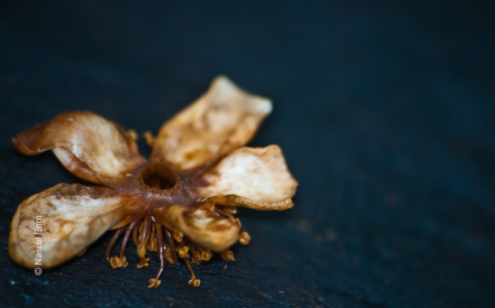 Ephemeral Bloom - Fine Art Photography Prints, Limited Edition Photography, Luxury Photography Art, Museum-Quality Photography, Art Photography Prints