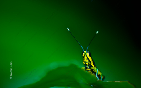 Emerald Gaze - Fine Art Photography Prints, Limited Edition Photography, Giclée Print,  Luxury Photography Art, Art Photography Investment