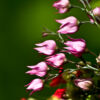 Pink Bells in Emerald Light - Fine Art Photography Print, Limited Edition Photography, Museum-Quality Photography, Art Photography for Sale, Fine Art Photography