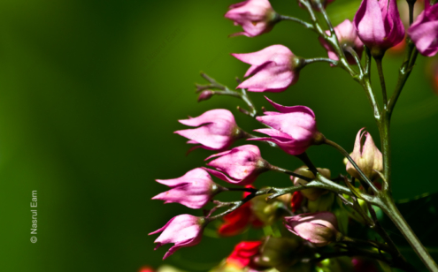 Pink Bells in Emerald Light - Fine Art Photography Print, Limited Edition Photography, Museum-Quality Photography, Art Photography for Sale, Fine Art Photography
