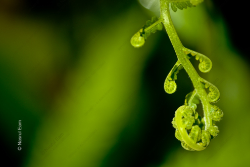 Fern Frond Unfurling - Fine Art Photography Print, Limited Edition Photography, Giclée Print, Art Photography, Fine Art Print