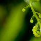 Fern Frond Unfurling - Fine Art Photography Print, Limited Edition Photography, Giclée Print, Art Photography, Fine Art Print