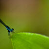 Azure Thread - Fine Art Photography Prints, Limited Edition Photography, Giclée Print, Macro Photography, Nature Photography