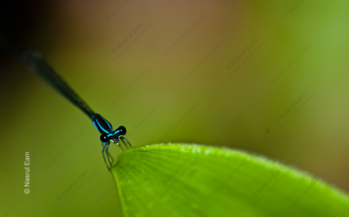 Azure Thread - Fine Art Photography Prints, Limited Edition Photography, Giclée Print, Macro Photography, Nature Photography
