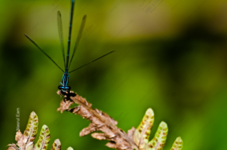 Azure Sentinel - Fine Art Photography Prints, Limited Edition Prints, Giclée Photography, Nature Photography, Art Photography for Sale