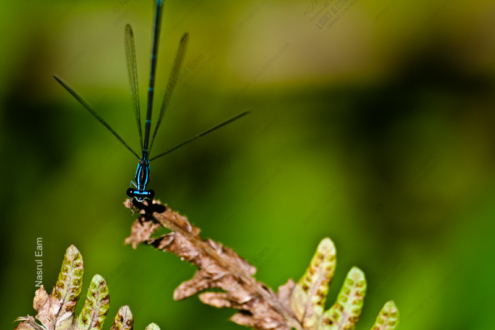 Azure Sentinel - Fine Art Photography Prints, Limited Edition Prints, Giclée Photography, Nature Photography, Art Photography for Sale