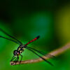 Crimson Threadtail - Fine Art Photography Print, Limited Edition Photography, Giclée Print, Dragonfly Photography, Nature Photography