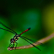 Crimson Threadtail - Fine Art Photography Print, Limited Edition Photography, Giclée Print, Dragonfly Photography, Nature Photography